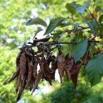 Самая опасная болезнь груши