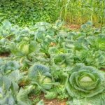 Как спасти капусту от вредителей при помощи столового уксуса