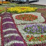 В Бишкеке появились бабочки