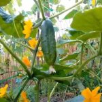 Как продлить плодоношение огурцов до поздней осени