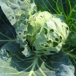 Листья капусты в дырочку: Почему и что делать?