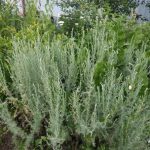 Полынь и мята — универсальная настойка