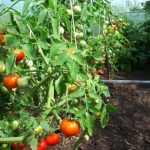 Зачем помидорам поваренная соль?