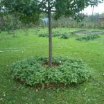 Полезные соседи для яблони…