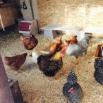 Чистота в курятнике без запаха, сырости и мух