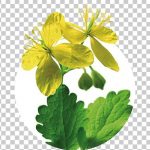 Применение чистотела от вредителей в саду и огороде