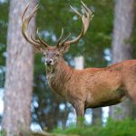 Программа по переселению маралов будет продолжена