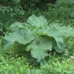 Мощный рецепт из лопуха для восстановления суставов