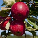 Яблоня наливает плоды: чем подкормить её, чтобы яблоки были крупнее и слаще