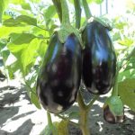 Важные подкормки для баклажанов в августе