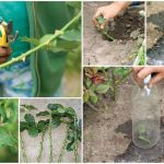 Размножение роз зелёными черенками в июле