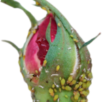 Как избавиться от тли