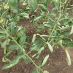 Почему скручиваются листья у помидоров и что делать?