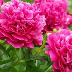 Для чего надо рассаживать пионы и как это сделать правильно