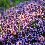 Чабрец от болей в суставах