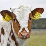 Новые правила идентификации животных предлагает утвердить Госветинспекция