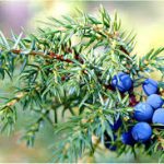 Массовая вырубка можжевельника. Преступление одобренное законом