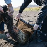 «Такого еще не было»: что произошло на Камчатке и к чему это приведет