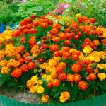 Что делать с бархатцами после цветения