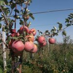 Наливные яблоки… Яблоки раздора