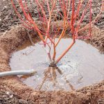 Секреты осеннего полива сада