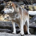 На пике Ленина 4 охотника незаконно отстрелили 2 волков