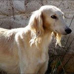 В Национальный перечень элементов нематериального культурного наследия Кыргызстана предлагается включить знания и навыки взращивания тайганов