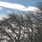 В ближайший час и днем в Бишкеке и Чуйской области ожидается сильный ветер