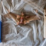 Ученый, открывший Эболу, рассказал о новой смертельной болезни