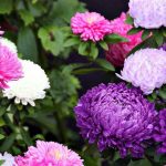 Как ухаживать за астрами для пышного цветения