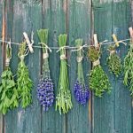 Собираем и правильно готовим лекарственные растения