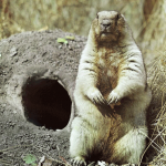 Почему популярна спортивная охота на сурка