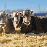 Как купить корову?