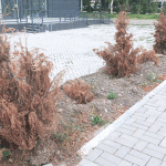 Превратится ли Бишкек в город-сад?