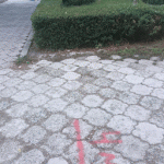 Что в приоритете – бордюр или зелёная изгородь?