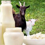 Что нужно знать о пользе козьего молока? Главное, что это настоящий природный лекарь!