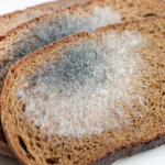 ПЛЕСЕНЬ НА ХЛЕБЕ: можно ли ее срезать и как предотвратить её появление?
