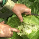 Предотвратить растрескивание капусты проще, чем кажется