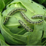 Гусеницы на капусте: 3 простых способа спасти урожай