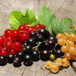 Какая бывает смородина, и чем она различается