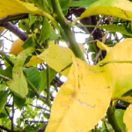 Почему желтеют листья на яблоне