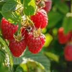 Подкормка малины осенью: сроки, чем и как удобрять