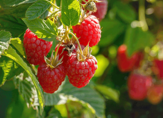 Подкормка малины осенью: сроки, чем и как удобрять