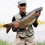 Как поймать крупного белого амура