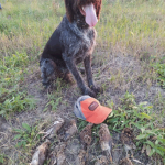 Началась традиционная охота «по перу»