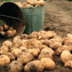 Цены на картофель, уборку которого начали на Иссык-Куле