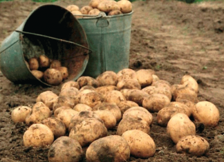 Цены на картофель, уборку которого начали на Иссык-Куле