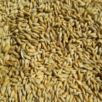 Экспорт кормов и злаков из Кыргызстана под запретом на полгода