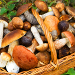 ТОП 5 самых удивительных грибов Кыргызстана