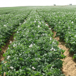 Кто съедает картошку?